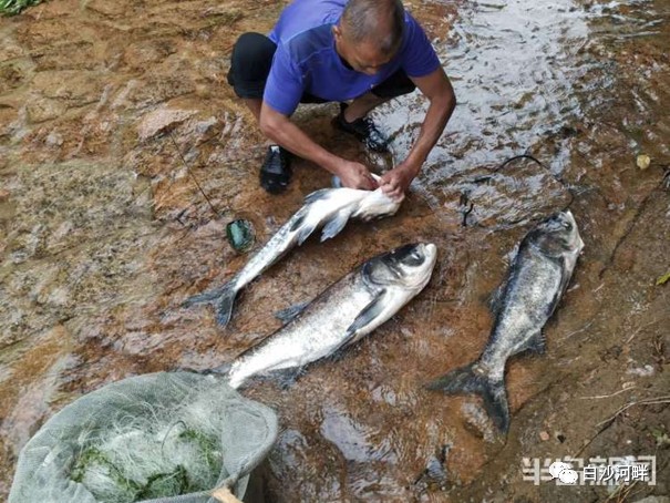 崂山水库鱼类漂浮成灾?不实 崂山水库鱼类漂浮成灾?不实